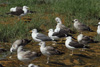 1cy fuscus in August, ringed in Finland. (81365 bytes)